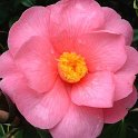 Camellia reticulata
